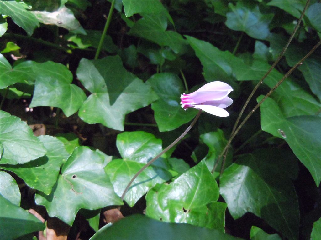 Cyclamen hederifolium